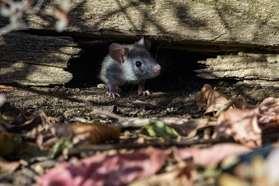 属鼠的人2022年几月动土盖房好？哪些日子适合动土？
