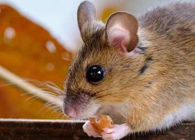 2022年属鼠的人事业运最好的月份是几月？