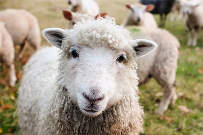 属羊和属狗的人2022年结婚会幸福吗？