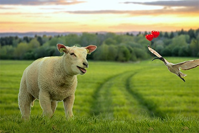 2022年适合属羊和属猪人结婚吗？属羊和属猪结婚选哪天？