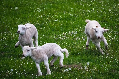 2022壬寅年农历六月属羊人运势如何？