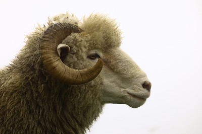 2022壬寅年属羊与属马人结婚哪个日子好？