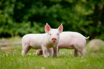 2022年生肖猪和生肖马结婚会白头到老吗？猪和马的婚姻相配吗？