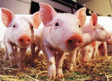 1983年生肖属猪的人2022年财运如何，83年属猪人的大运年