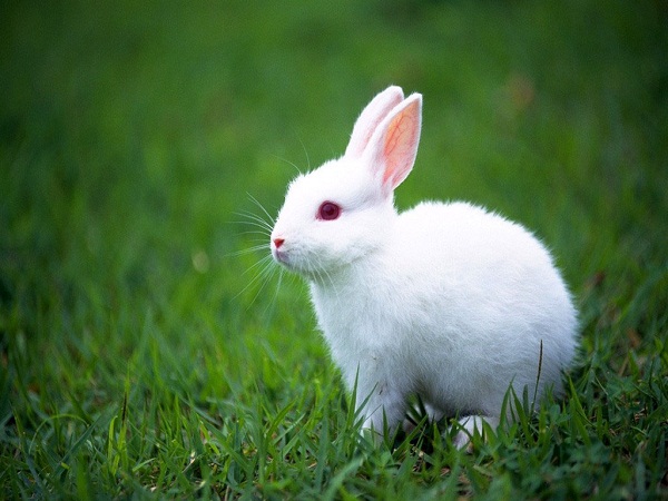 四月出生的属兔人命运好吗?