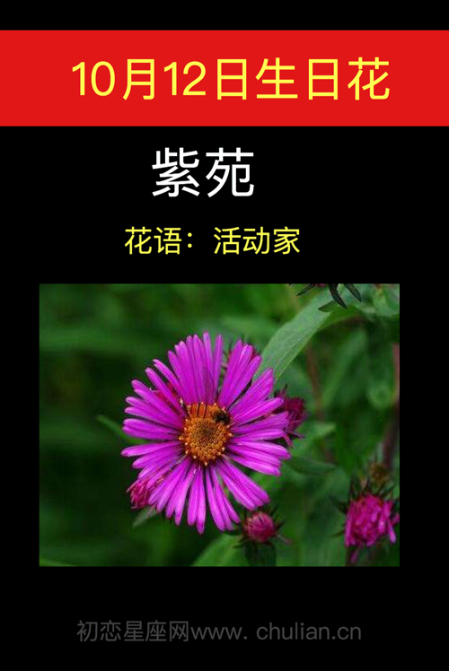 10月12日生日花：紫苑