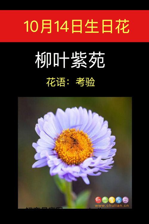 10月14日生日花：柳叶紫苑