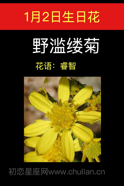1月2日生日花：野滥缕菊
