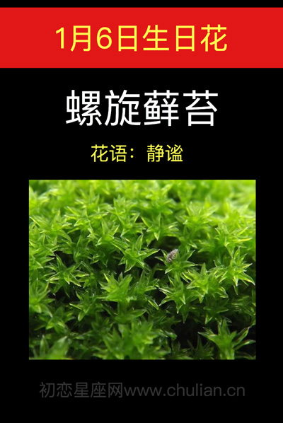1月6日生日花：螺旋藓苔