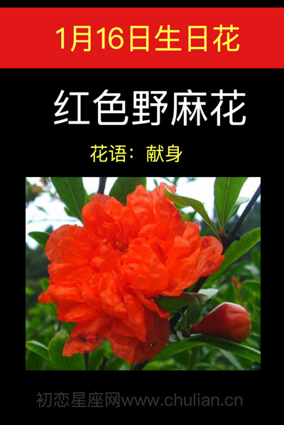 1月16日生日花：红色野荨麻花