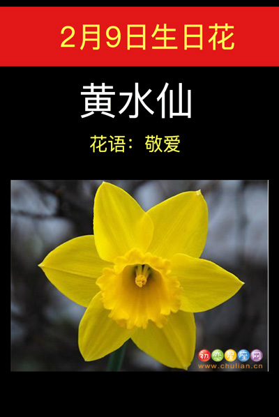 2月9日生日花：黄水仙