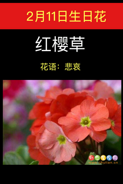 2月11日生日花：红樱草