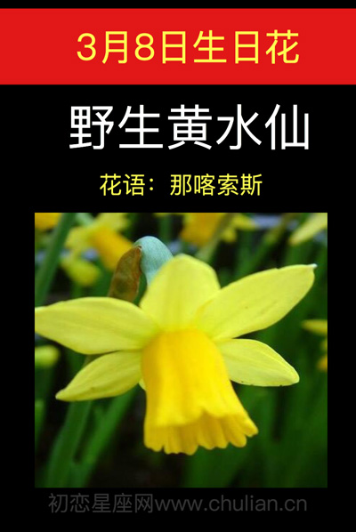 3月8日生日花：野生黄水仙