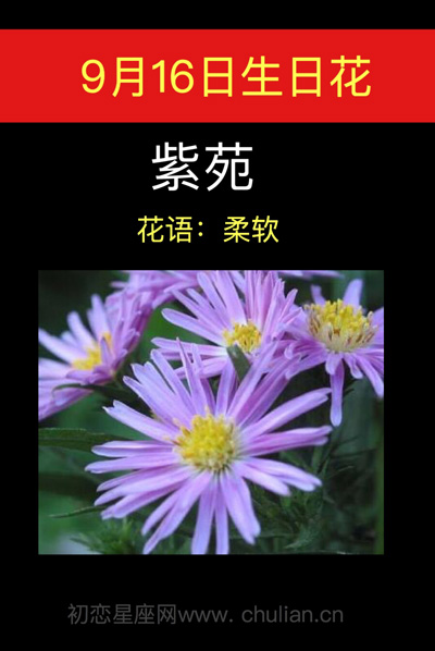 9月16日生日花：紫苑