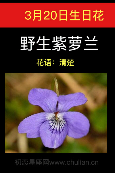 3月20日生日花：野生紫萝兰