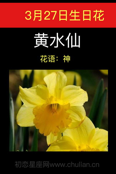 3月27日生日花：黄水仙