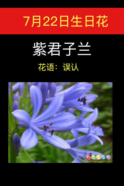 7月22日生日花：紫君子兰