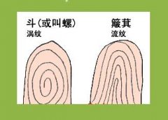 手指螺纹看相：手指斗和簸箕的含义