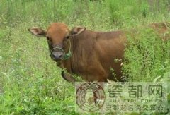 生肖动物百科：牛