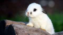 寅时出生的生肖兔好不好？哪个年份出生的生肖属兔？