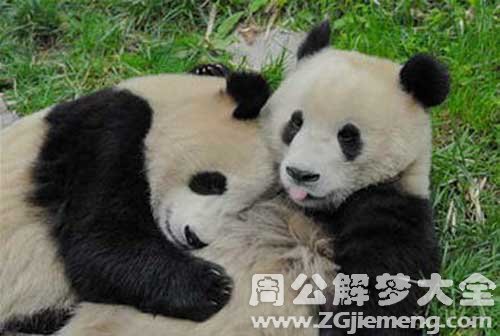 大熊猫抱着我睡觉