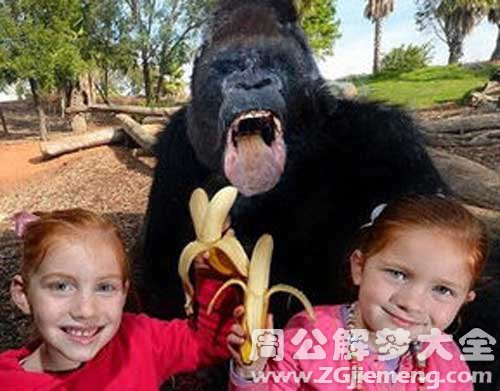 黑猩猩和小孩