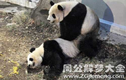 熊猫交配