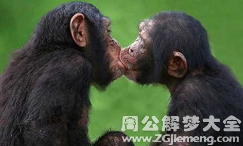 和黑猩猩接吻