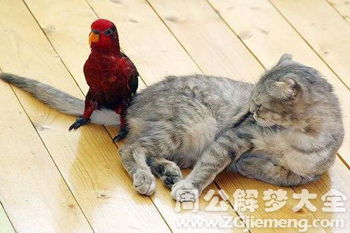 梦见猫和鸟