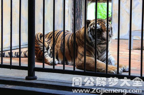 梦见笼子里的老虎