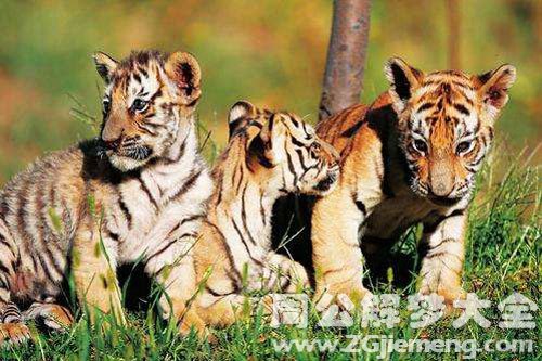 四只老虎