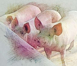 梦见三只猪