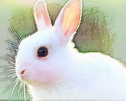 梦见白兔子