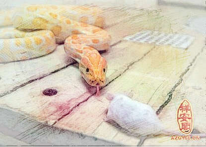 梦见蛇吃鼠