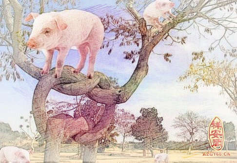梦见猪上树