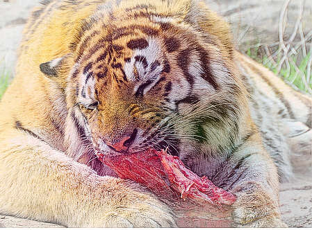  梦见老虎吃肉