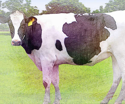  梦见牛被挤奶