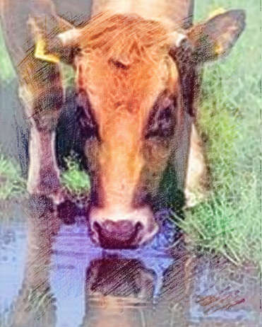 梦见牛在喝水