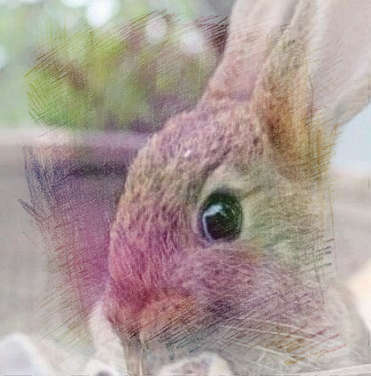 灰色小兔