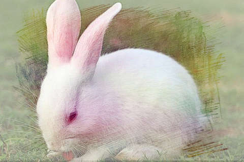 白兔长毛