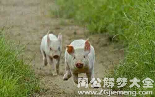 梦见猪跑.jpg