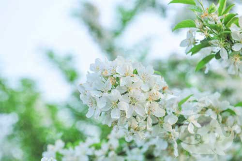 梦见白色花是什么意思