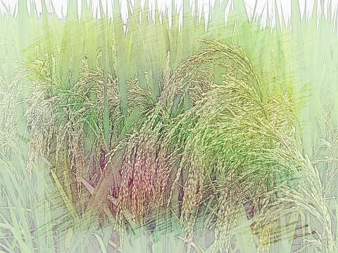 绿色稻谷