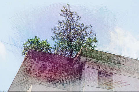 屋顶长树