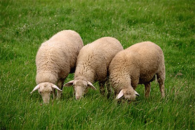2022年农历十月适合生肖羊的结婚吉日有哪些？