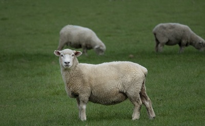 2022年正月属羊人运势运程，属羊2022年结婚大利月