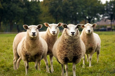 2022年农历七月生肖羊人运势好不好？
