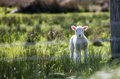 2022年农历十月生肖羊人运势好不好？