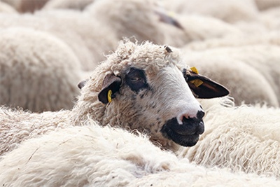 2022年属羊的幸运色是什么颜色？2022年属羊幸运数字