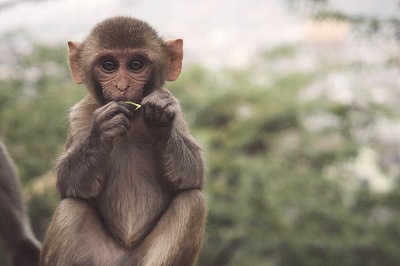 2022年属猴和属鼠的人适合结婚吗？